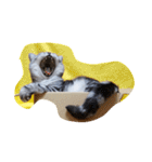 だらけた猫（個別スタンプ：33）