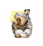 だらけた猫（個別スタンプ：34）