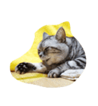 だらけた猫（個別スタンプ：35）