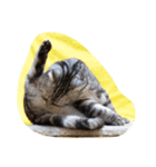 だらけた猫（個別スタンプ：36）
