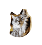 だらけた猫（個別スタンプ：39）