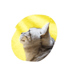 だらけた猫（個別スタンプ：40）