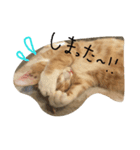 茶トラ猫のナツメグ君（個別スタンプ：5）
