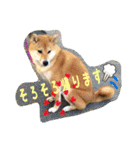 柴犬ひーちゃん日常編（個別スタンプ：33）