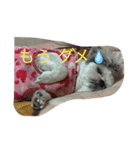 日々もえさん（個別スタンプ：12）