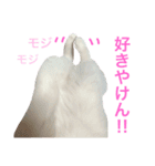 ★猫と久留米弁★ハンクVer.★（個別スタンプ：24）