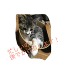 にゃんこ日和。0（個別スタンプ：24）