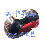 わんわんわん☆（個別スタンプ：11）
