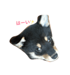 梅ひゃんと愉快な仲間たち（個別スタンプ：1）