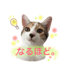 三毛猫のみーちゃん（個別スタンプ：22）