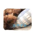 トイプードルCOCO（個別スタンプ：2）