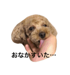 トイプードルCOCO（個別スタンプ：7）