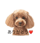 トイプードルCOCO（個別スタンプ：8）