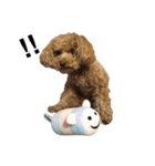 トイプードルCOCO（個別スタンプ：15）