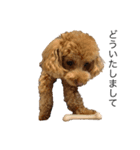 トイプードルCOCO（個別スタンプ：18）