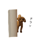 トイプードルCOCO（個別スタンプ：19）