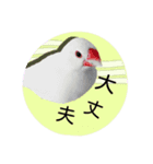 リアル文鳥（個別スタンプ：1）