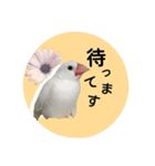 リアル文鳥（個別スタンプ：4）