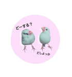 リアル文鳥（個別スタンプ：8）