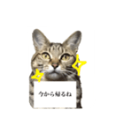 お仕事にゃんこ（個別スタンプ：1）