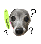 博多弁 dog Nana★（個別スタンプ：2）