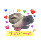 博多弁 dog Nana★（個別スタンプ：5）