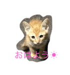 猫夢堂（個別スタンプ：1）