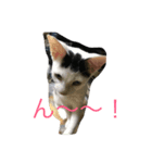 猫夢堂（個別スタンプ：2）