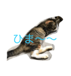 猫夢堂（個別スタンプ：4）