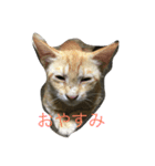 猫夢堂（個別スタンプ：5）