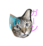 猫夢堂（個別スタンプ：6）