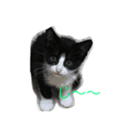 猫夢堂（個別スタンプ：7）
