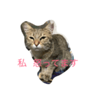猫夢堂（個別スタンプ：8）