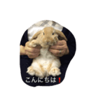 ウサギ2（個別スタンプ：2）