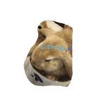 ウサギ2（個別スタンプ：6）