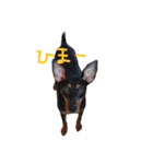 ミニピンぷらや②（個別スタンプ：5）
