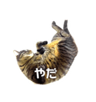 猫のちゃちゃ（個別スタンプ：7）