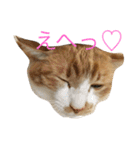 にゃんちゃーず（個別スタンプ：5）