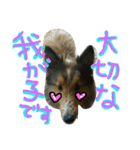 オシャレなシェリー（個別スタンプ：4）