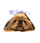 はっぴーのハッピーライフ（個別スタンプ：1）