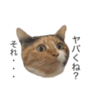 三毛猫 チャム（個別スタンプ：4）