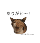 三毛猫 チャム（個別スタンプ：7）