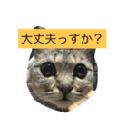 ヌコども 1（個別スタンプ：1）