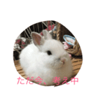 うさぎのメロディ（個別スタンプ：7）