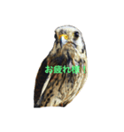 アクアテラスの仲間たち2（個別スタンプ：1）