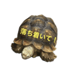 アクアテラスの仲間たち2（個別スタンプ：5）