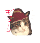 猫のコテツくん 其の壱（個別スタンプ：3）