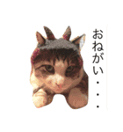 猫のコテツくん 其の壱（個別スタンプ：7）