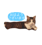 猫のコテツくん 其の壱（個別スタンプ：11）