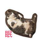 猫のコテツくん 其の壱（個別スタンプ：13）